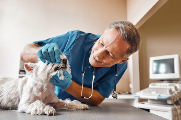 Best Emergency Tooth Extraction  in St Maries, ID